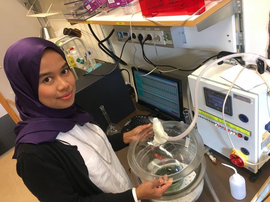 Terengganu Times Making vegetable safe!
